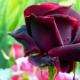 Black roses - a gift from breeders