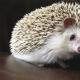How to care for a hedgehog at home