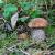 Boletus mushrooms: description of species and place of growth, best cooking recipes