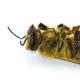 Bee subpestilence: what is it and what medicinal properties does it have?