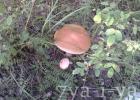 Birch forest mushrooms