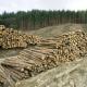 Europe takes away Ukrainian round timber
