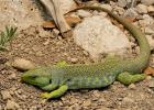 Domestic lizards: mga uri at panuntunan ng pangangalaga sa bahay