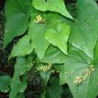 Adam's root and its use in folk medicine Medicinal St. Adam's root and tinctures