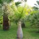 Sve o palmi: koja je to biljka, gdje i koliko dugo raste i kako izgleda na fotografiji?