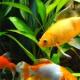 Zašto sanjate akvarij s ribom: tumačenje prema knjizi snova Tumačenje snova akvarijske ribe
