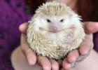 How long do African hedgehogs live?