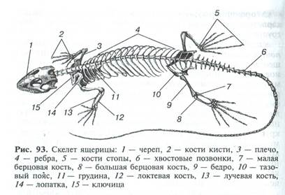 Что характерно для изображенного на рисунке животного ящерица жаберное дыхание