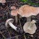 Mushrooms of Valui - photo and description