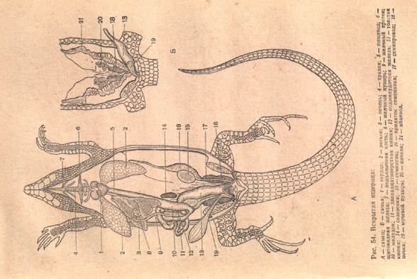 Ящерицы дышат кожей. Дыхательная система рептилий. Органы дыхания ящерицы. Пресмыкающиеся схема органов дыхания. Схема строения дыхательной системы рептилии.