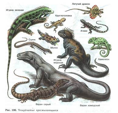 Представители чешуйчатых рептилий. Чешуйчатые рептилии древние. Чешуйчатые пресмыкающиеся представители. Многообразие ящериц. Чешуйчатые ящерицы представители.