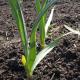 Καλλιέργεια σκόρδου: φύτευση σκόρδου για το χειμώνα και το χρόνο συγκομιδής