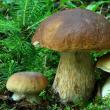 Types and varieties of mushrooms borovik: photos and description