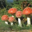 Report on poisonous mushrooms