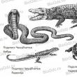 Comparison of amphibians and reptiles