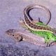 The benefits and harm of lizards in the country