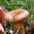 Mushrooms mushrooms: photos and description