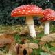 Useful information about poisonous mushrooms - good little by little